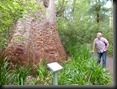 Eukalypt Tingle Tree, ein bis zu 80m hoher und mehrere 100 Jahre altes Überbleibsel aus der Gondwana-Vorzeit, Valley of the Giants