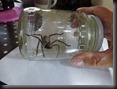dieses "Huntman Spider-Exemplar" wollte gerne in unserer Küche wohnen...Körper ca. 2,5 cm lang, mit ausgestreckten Beinen ca. 14 cm!  Im 720ml Glas!