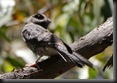 Höhlenschwalme (Seglervogel), Australian Owlet Nightjar