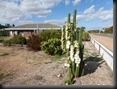 gewaltiger Kaktus in voller Blüte