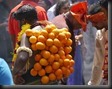 "Thaipusam-Fest" der tamilischen Hindus in KL. Die Orangen sind in die Haut gehakt