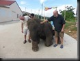unterwegs treffen wir auf einen dressierten Elefanten