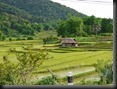 Reisfelder, auf dem Weg nach Phone Savan