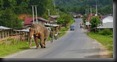 ein Elefant auf der Landstraße