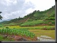 Tee- und Maisterrassen und im Vordergrund Reisfelder