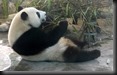 1 Panda beim Fressen des Pfeilbambus