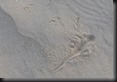 hier hatte sich ein kl. Gecko im Sand eingenbuddelt