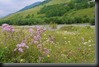 P1520502 blühende Landschaft, Nordgeorgien