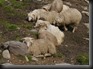 P1520559 Schafe dösen in der Sonne