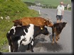 P1520606 die Kühe hören einfach nicht auf komm, komm